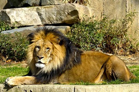 national zoo webcam|Lion Cam 